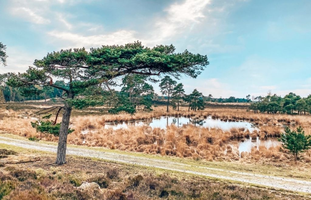 Walking In Kalmthoutse Heide – Amazing Belgium